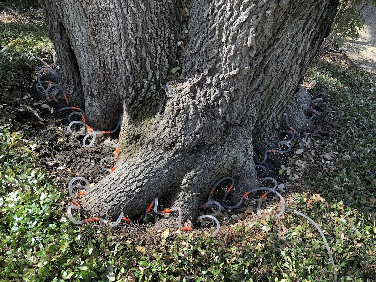 Detailed Tree Cabling and Bracing job site in Amberson