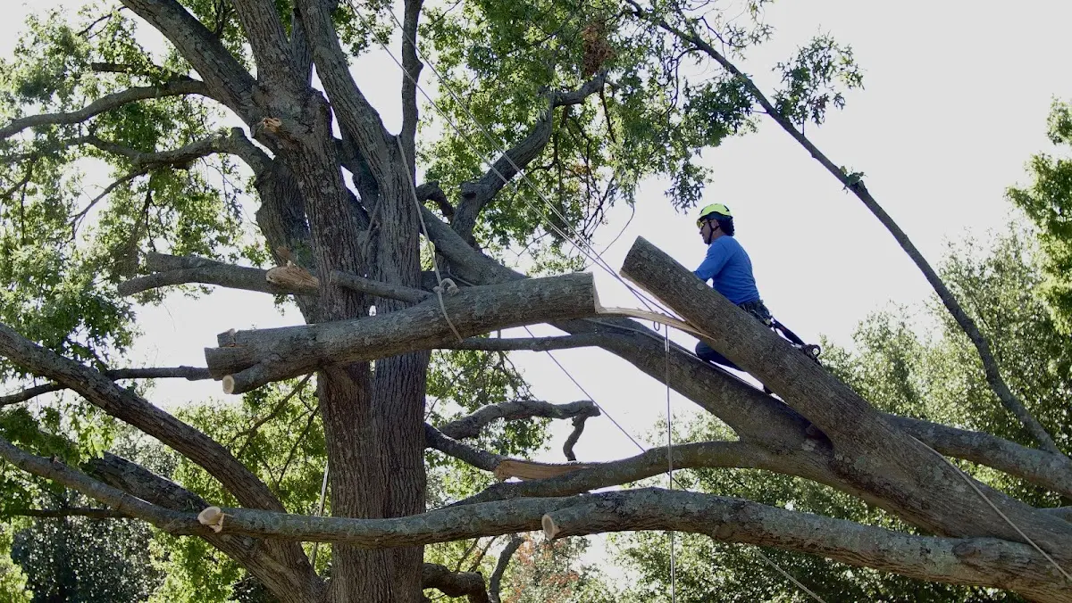 Professional Hazardous Tree Removal performed by certified arborists in Amberson