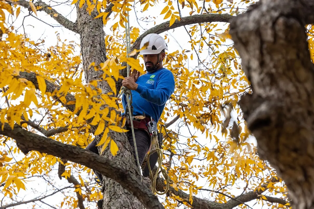 Skilled Storm Damage Cleanup crew working in Amberson