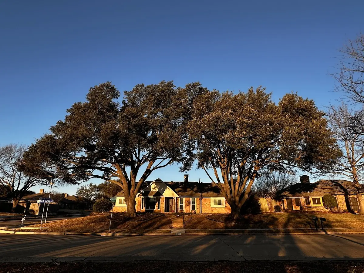 Established residential canopy tree shading a home in Amberson
